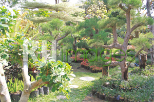 Beberapa jenis tanaman bonsai